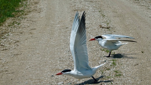 Caspian tern maybe