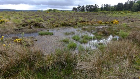 Culloden marsh