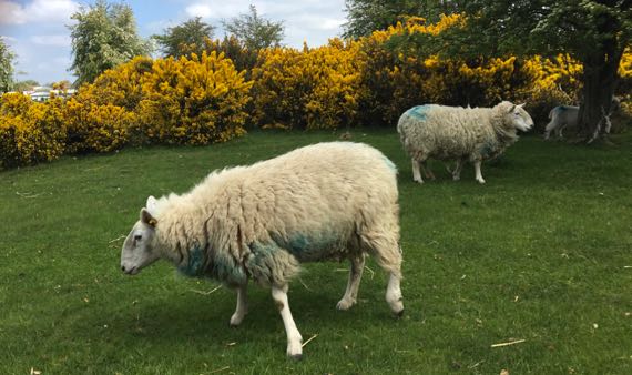 Curragh sheep