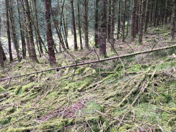 Dartmoor planted forest