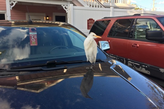 Egret handicapped