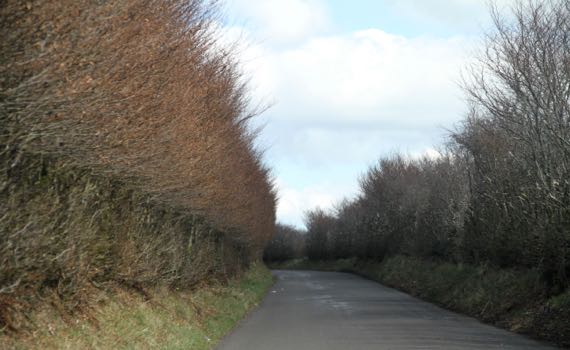 Exmoor road hedges