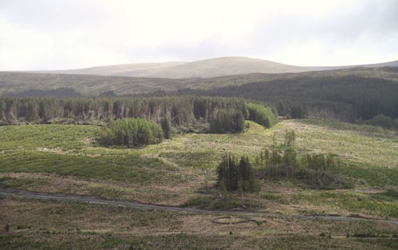 Galloway Forest enclosure