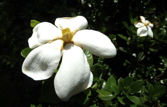 Gardenia _white_2010.jpg