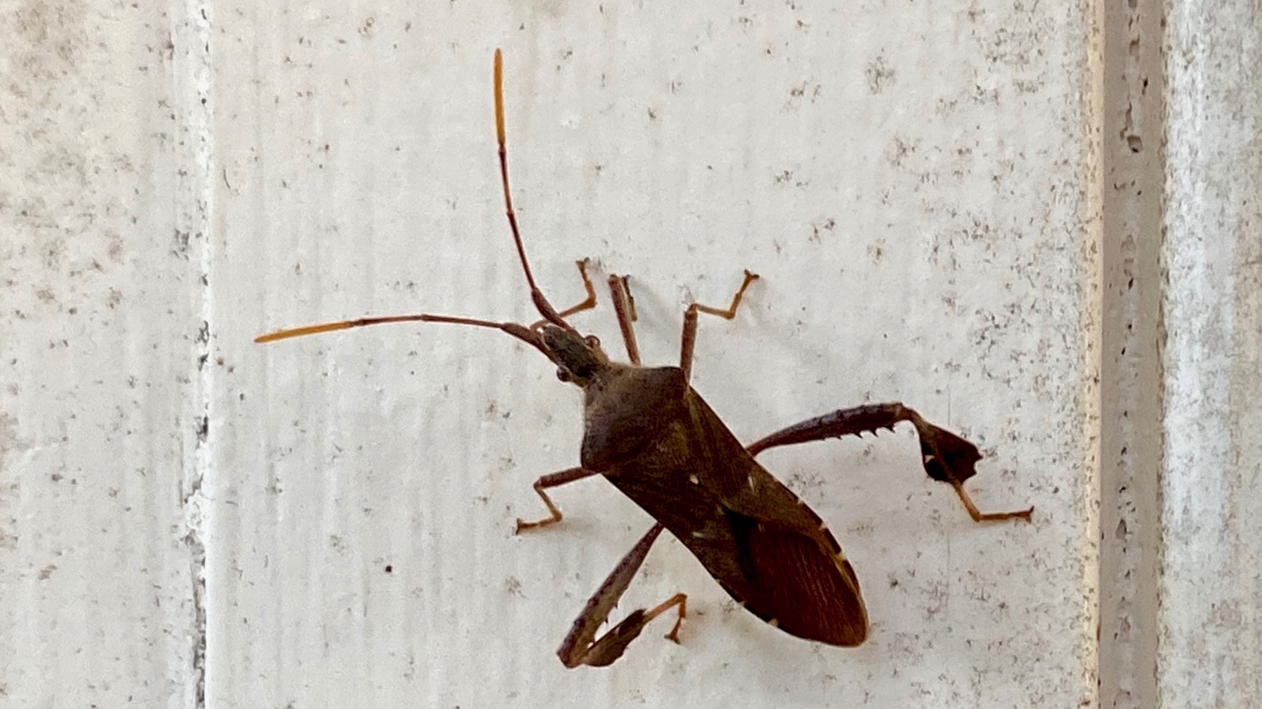 Georgia bug