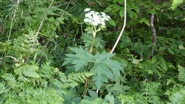 Heracleum watch it