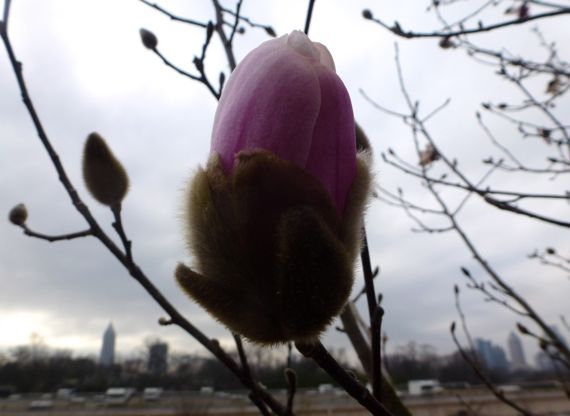 Japanese magnolia bud against cityscape