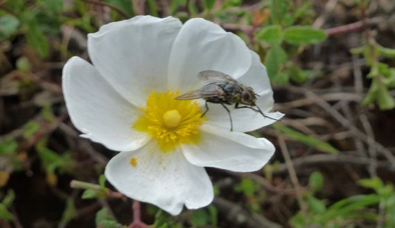 Madonies fly on high altitude flower