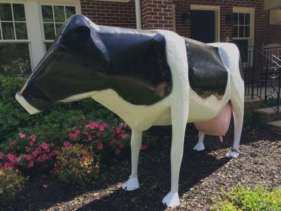 Morningside Holstein