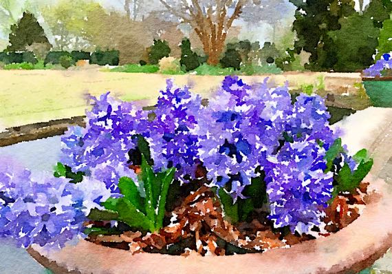 Purple hyacinth pot ABG