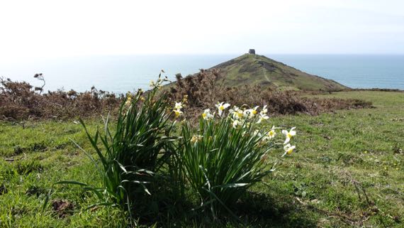 Rame head daffodils