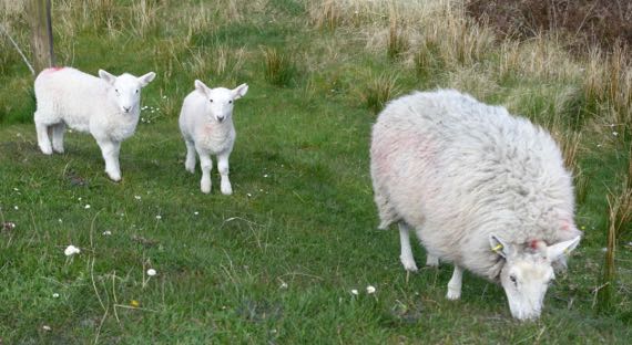 SallyGap sheep