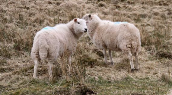 Welsh sheep