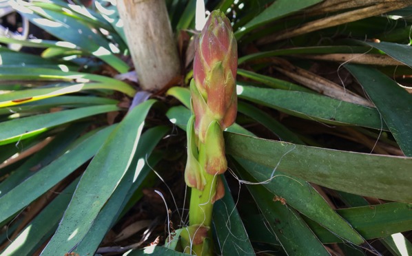 Young yucca flower spike