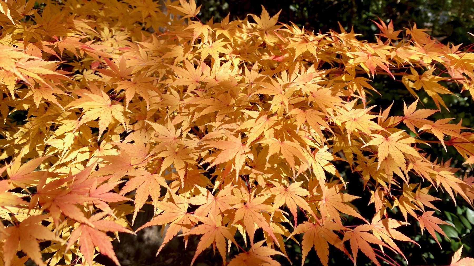 Acer palmatum golden