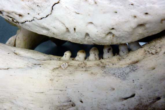 alligator_teeth_skull.jpg