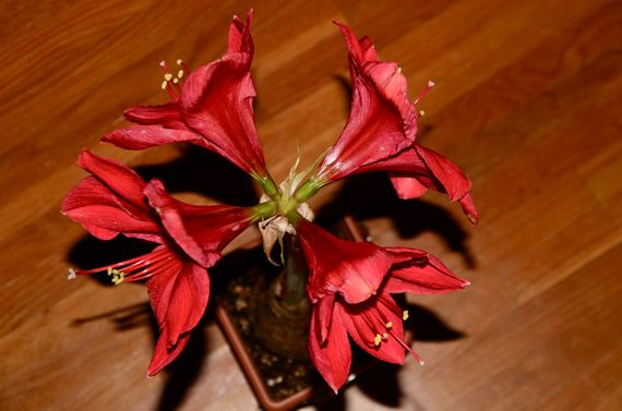 Amaryllis four from the top