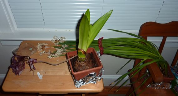 Amaryllis in vegetative state dried flowers