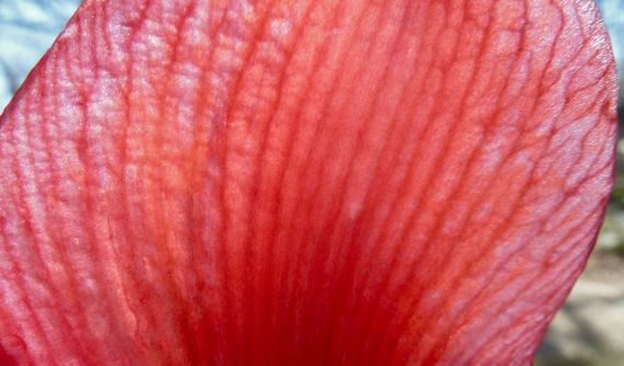 Amaryllis petal see through