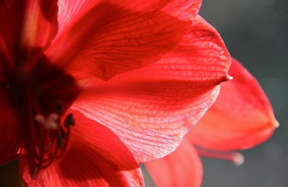 Amaryllis petal semi CU