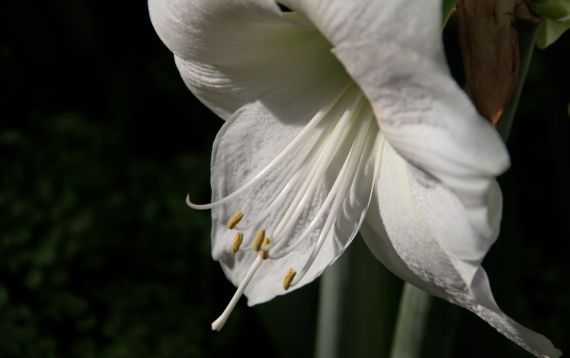Amaryllis white ABG Xmas display