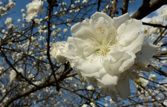 Apple blossom cluster tree sky