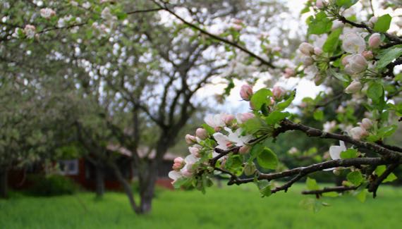 Apple blossoms beginning