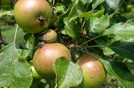 Apple cluster ripening