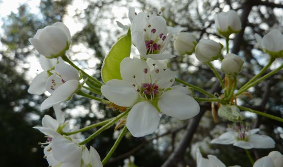 Apple malus blossoms 2011