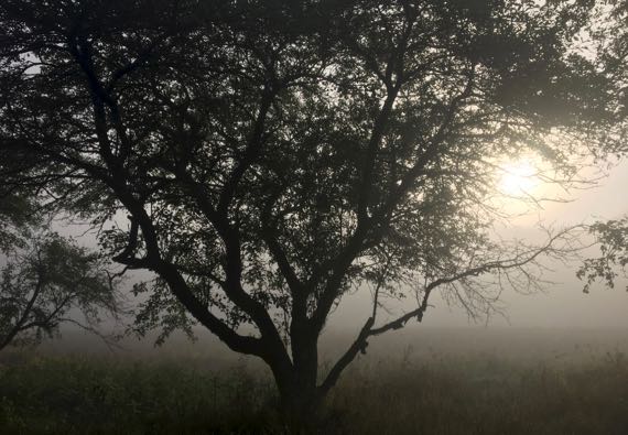 Apple tree in fog