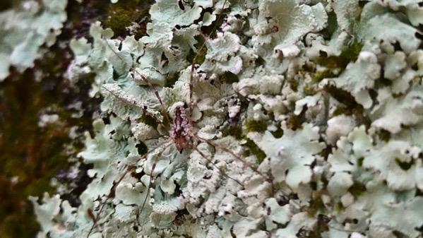 Arachnid lichen