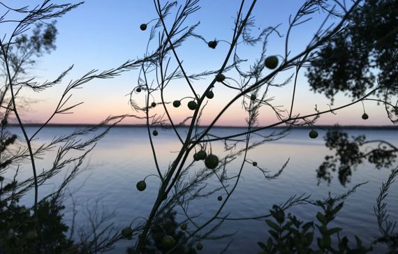 Asparagus n lake