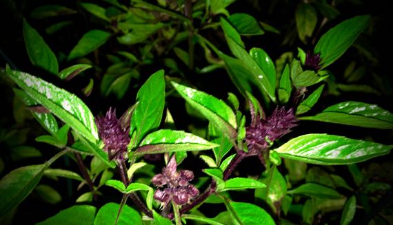 Autumn Thai basil