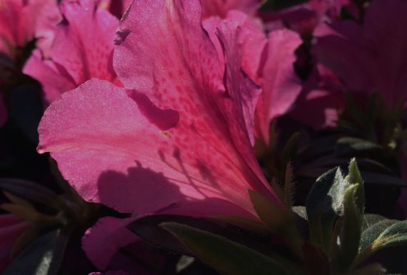 Azalea backlit lateday light