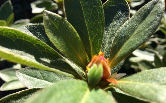 Azalea leaf bud rosette