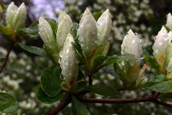 Azalea white buds rainedon