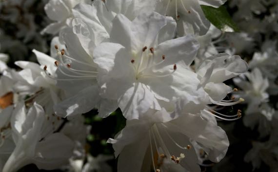 Azalea white cluster