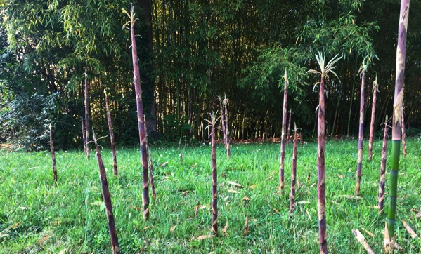 Bamboo aggression