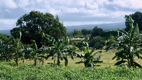 Banana field