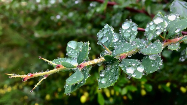 Barberry foliage raindrops