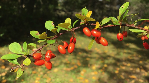 Barberry orange