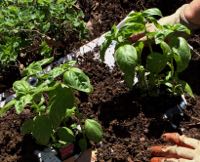 Basil being planted