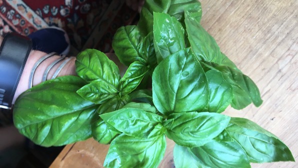 Basil for dinner