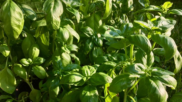 Basil forest
