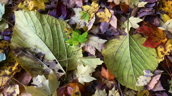 Basswood leaves