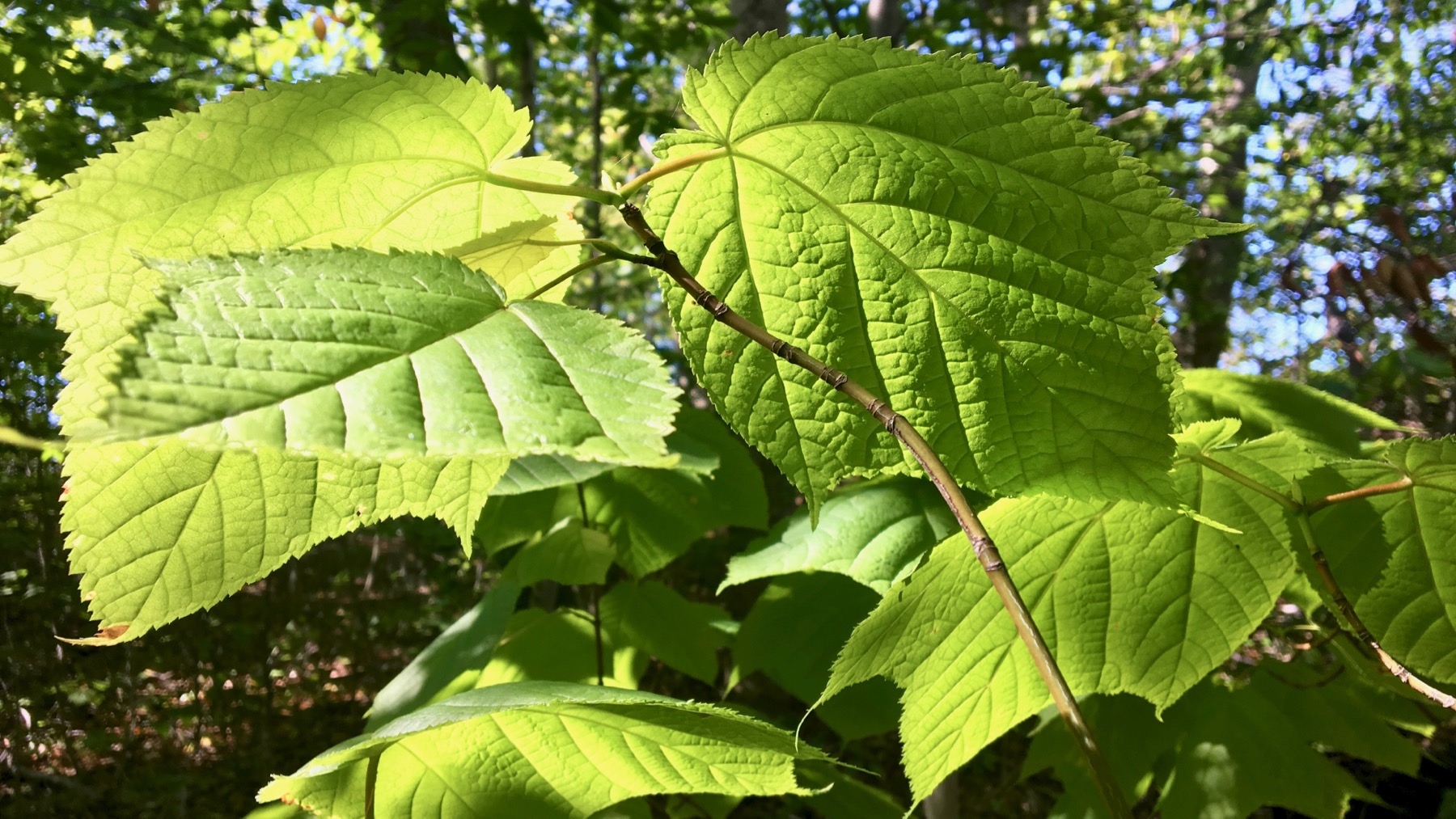 Basswood leaves