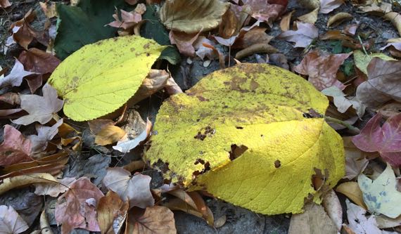 Basswood yellow fall leaves