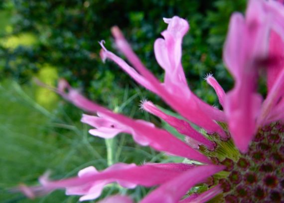 Bee balm 2011 in pink