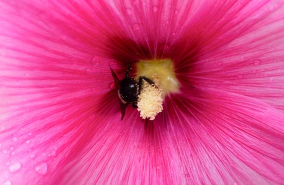 Bee butt with pollen on hibiscus UP