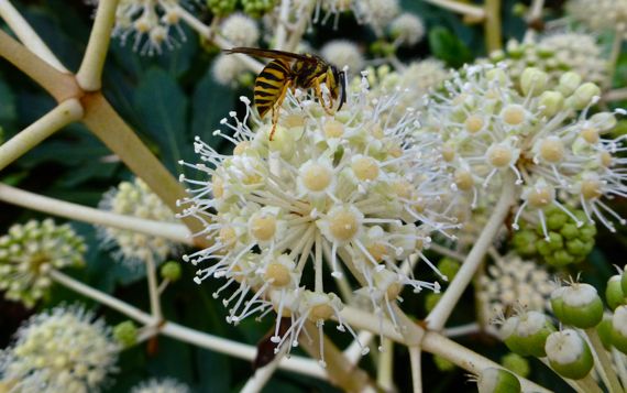 Bee on ABG white fall flower thingee